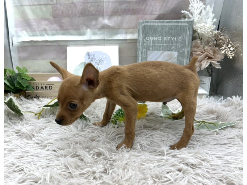 静岡県のミニチュアピンシャー (ワンラブカインズ掛川店(FC)/2025年10月18日生まれ/男の子/レッド)の子犬の3枚目の画像