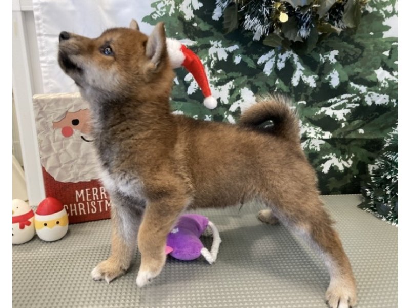 福岡県の豆柴 (ワンラブペットワイド若松店(FC)/2025年10月15日生まれ/男の子/赤)の子犬の3枚目の画像