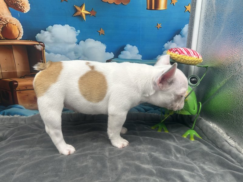 福岡県のフレンチブルドッグ (ワンラブﾎｰﾑﾜｲﾄﾞ ﾍﾟｯﾄ＆ｸﾞﾘｰﾝ和白店(FC)/2025年9月25日生まれ/女の子/パイド)の子犬の3枚目の画像