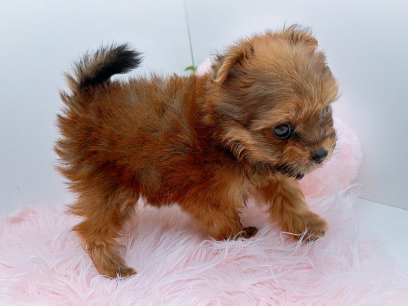 愛知県のポメプー(ポメラニアン×プードル) (ワンラブペッツビレッジ アピタ木曽川店(FC)/2025年10月25日生まれ/女の子/レッド)の子犬の3枚目の画像