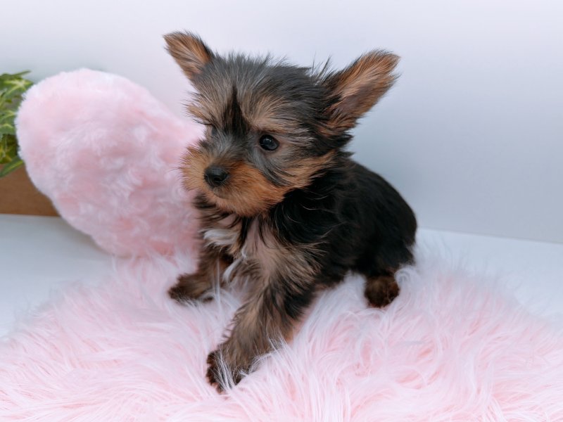 愛知県のヨークシャーテリア (ワンラブカインズ小牧店(FC)/2025年10月24日生まれ/男の子/スチールブルータン)の子犬の3枚目の画像