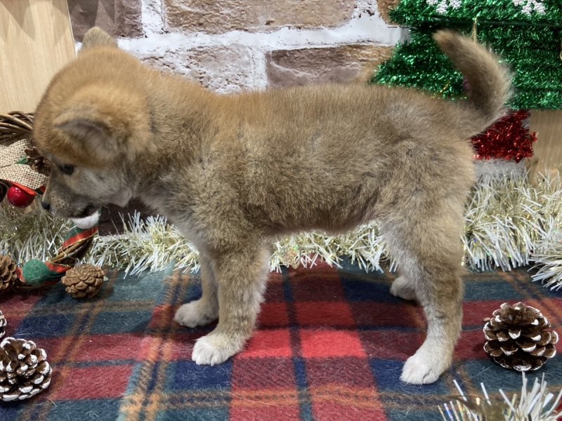 福島県の柴犬(標準サイズ) (ワンラブカインズ会津若松店(FC)/2025年10月13日生まれ/女の子/赤)の子犬の3枚目の画像