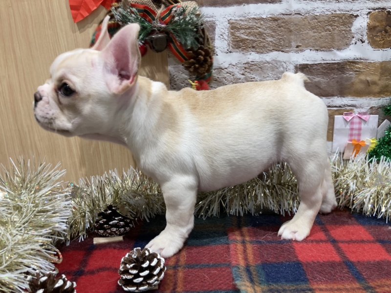 福島県のフレンチブルドッグ (ワンラブカインズ会津若松店(FC)/2025年10月22日生まれ/女の子/クリームホワイト)の子犬の3枚目の画像