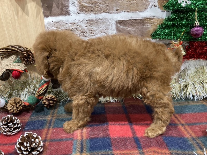 福島県のトイプードル(トイ) (ワンラブカインズ会津若松店(FC)/2025年10月24日生まれ/女の子/レッド)の子犬の3枚目の画像