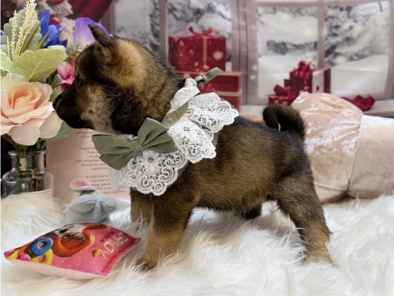 沖縄県の柴犬(標準サイズ) (ワンラブMEGAドン・キホーテ宜野湾店(FC)/2025年10月25日生まれ/男の子/胡麻)の子犬の3枚目の画像