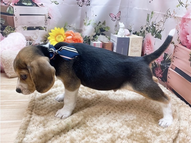 大阪府のビーグル (ワンラブカインズ太子店(FC)/2025年10月25日生まれ/男の子/ブラックホワイトタン)の子犬の3枚目の画像