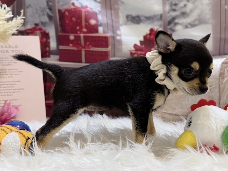 沖縄県のチワワ(ロング) (ワンラブMEGAドン・キホーテ宜野湾店(FC)/2025年10月18日生まれ/男の子/ブラックタンホワイト)の子犬の3枚目の画像