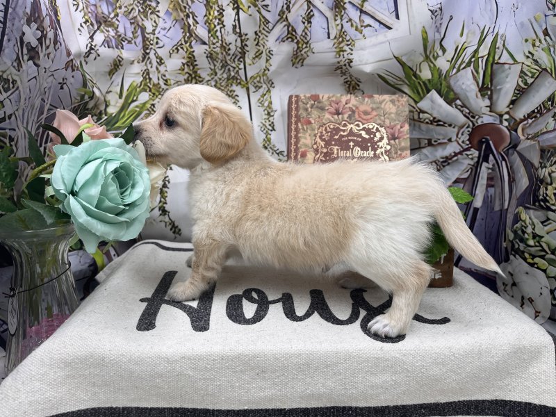 群馬県のチワックス(チワワ×ダックス) (ワンラブカインズ前橋小島田店(FC)/2025年10月25日生まれ/男の子/その他色)の子犬の3枚目の画像