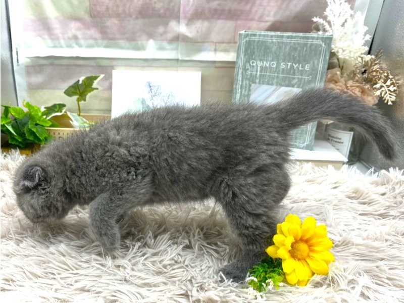 静岡県のスコティッシュフォールド (ワンラブカインズ掛川店(FC)/2025年10月23日生まれ/男の子/ブルー)の子猫の3枚目の画像