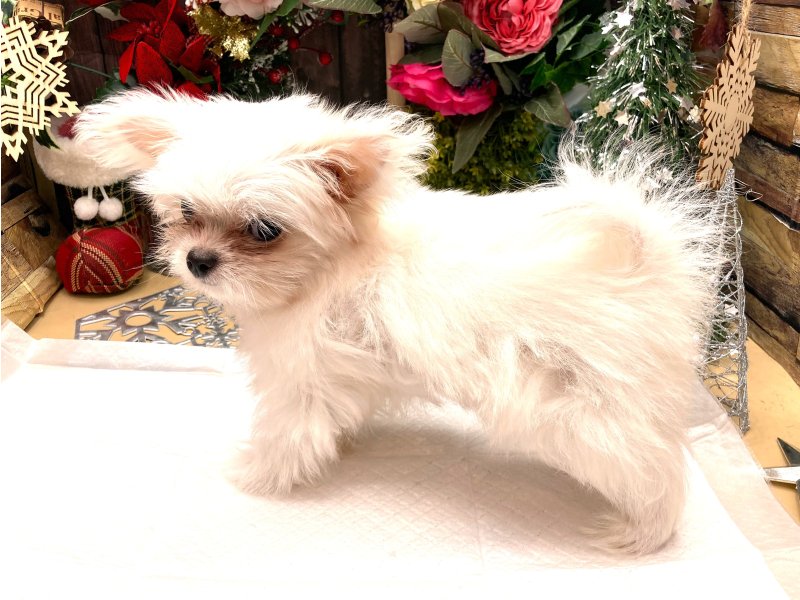 京都府のチワマル/マルチワ(チワワ×マルチーズ) (ワンラブカインズ木津川店(FC)/2025年9月22日生まれ/女の子/ホワイトクリーム)の子犬の3枚目の画像