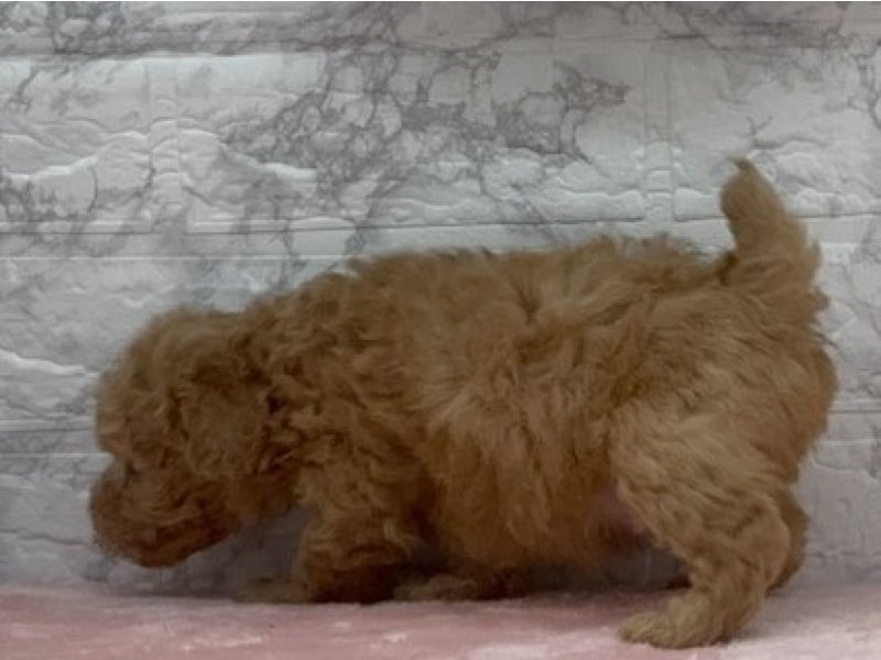 宮崎県のトイプードル(トイ) (ワンラブホームワイドプラス都城店(FC)/2025年10月26日生まれ/男の子/レッド)の子犬の3枚目の画像