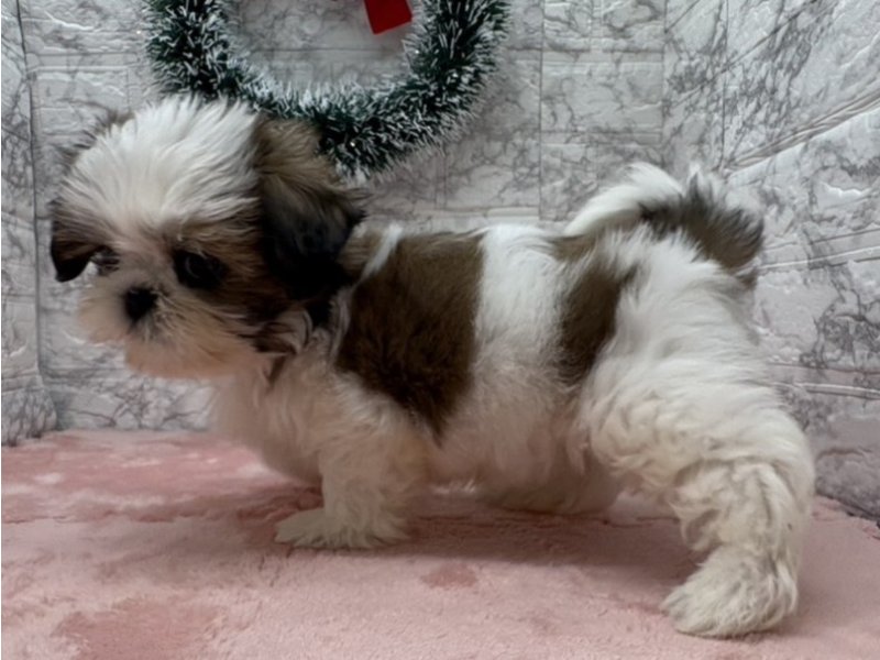 宮崎県のシーズー (ワンラブホームワイドプラス都城店(FC)/2025年10月25日生まれ/男の子/ホワイトゴールド)の子犬の3枚目の画像