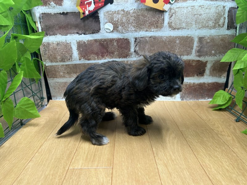 福島県のチワプー/プーチー(チワワ×プードル) (ワンラブカインズ白河モール店(FC)/2025年10月15日生まれ/男の子/ブリンドル)の子犬の3枚目の画像