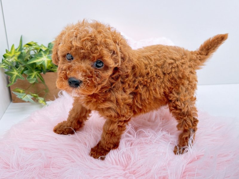 愛知県のポメプー(ポメラニアン×プードル) (ワンラブカインズ小牧店(FC)/2025年11月1日生まれ/女の子/レッド)の子犬の3枚目の画像