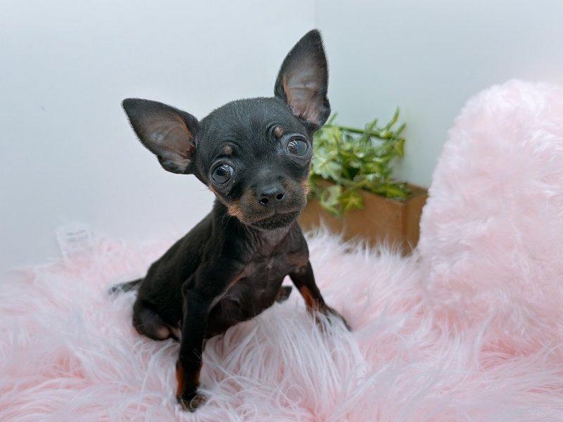 愛知県のミニチュアピンシャー (ワンラブカインズ小牧店(FC)/2025年10月26日生まれ/男の子/ブラックタン)の子犬の3枚目の画像