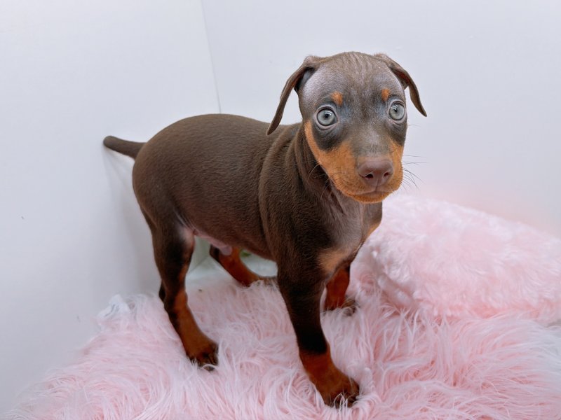 愛知県のミニチュアピンシャー (ワンラブカインズ小牧店(FC)/2025年11月2日生まれ/男の子/チョコレートタン)の子犬の3枚目の画像
