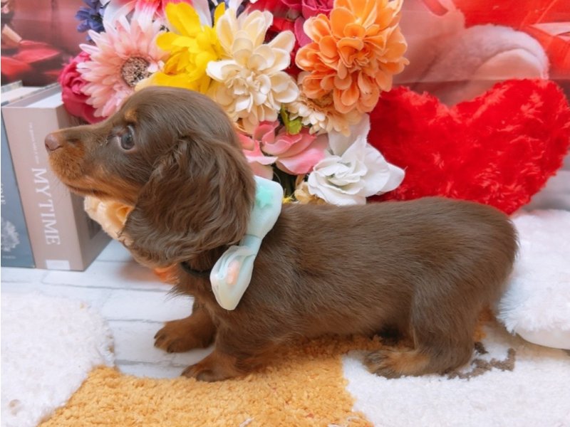 沖縄県のミニチュアダックスフンド(ロング) (ワンラブMEGAドン・キホーテ宜野湾店(FC)/2025年10月30日生まれ/男の子/チョコレートタン)の子犬の3枚目の画像