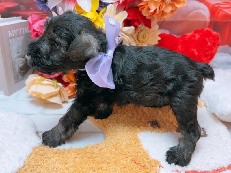 愛知県のミニチュアシュナウザー (ワンラブカインズ豊田四郷店(FC)/2025年11月1日生まれ/男の子/ソルトペッパー)の子犬の3枚目の画像