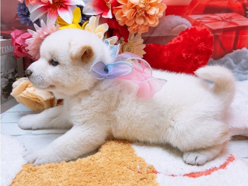 愛知県の柴犬(標準サイズ) (ワンラブカインズ豊田四郷店(FC)/2025年11月1日生まれ/男の子/白)の子犬の3枚目の画像