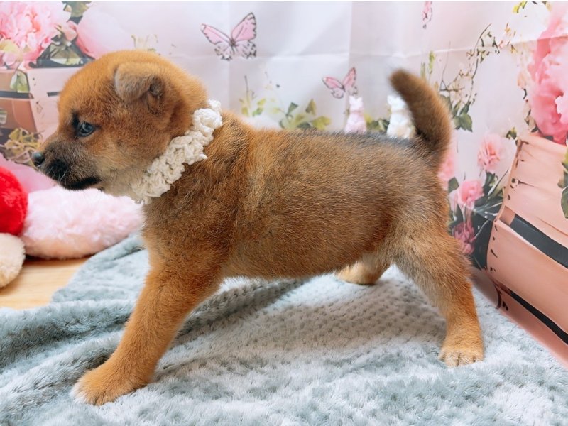 岐阜県の柴犬(標準サイズ) (ワンラブホームセンターバロー北方店(FC)/2025年11月1日生まれ/女の子/赤)の子犬の3枚目の画像