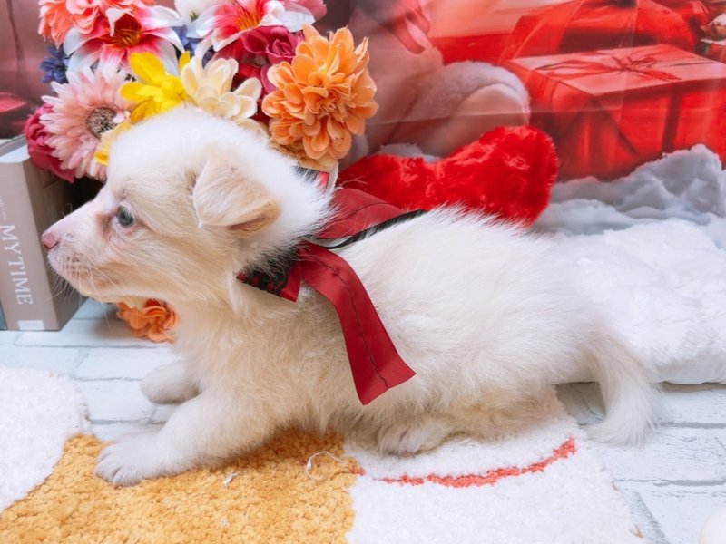 沖縄県のハーフ犬・ミックス犬 (ワンラブMEGAドン・キホーテ宜野湾店(FC)/2025年11月2日生まれ/男の子/レッドホワイト)の子犬の3枚目の画像