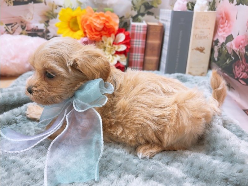 岐阜県のマルプー(マルチーズ×プードル) (ワンラブホームセンターバロー北方店(FC)/2025年10月28日生まれ/女の子/アプリコット)の子犬の3枚目の画像