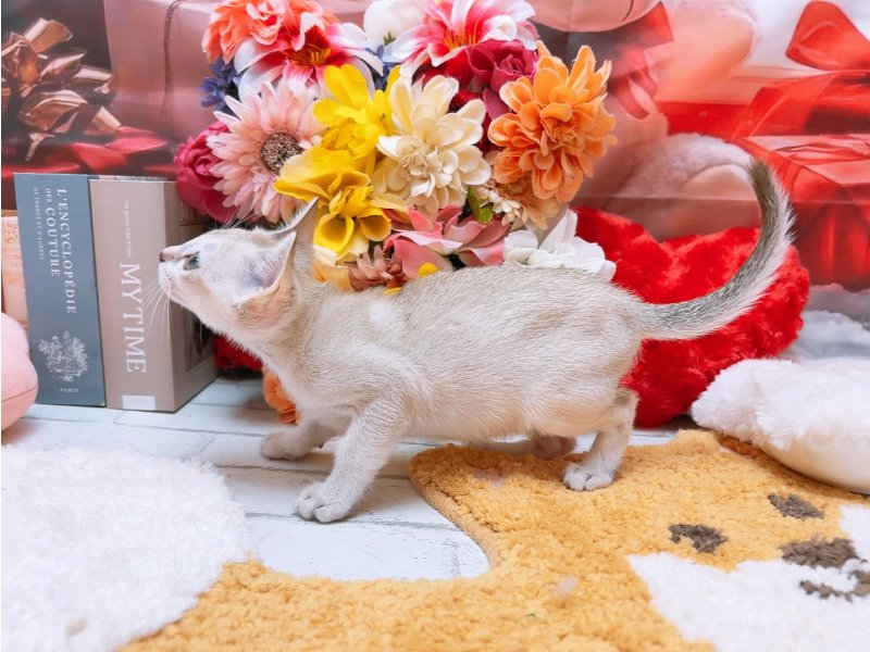 新潟県のシンガプーラ (ワンラブフレスポ赤道店(FC)/2025年11月2日生まれ/女の子/セピアアグーティ)の子猫の3枚目の画像