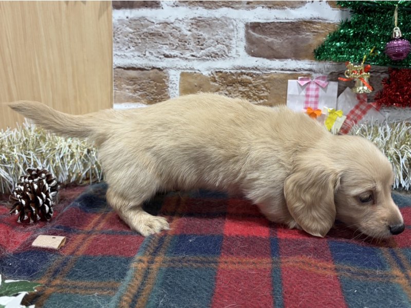 福島県のミニチュアダックスフンド(ロング) (ワンラブカインズ会津若松店(FC)/2025年11月1日生まれ/男の子/イエロー)の子犬の3枚目の画像