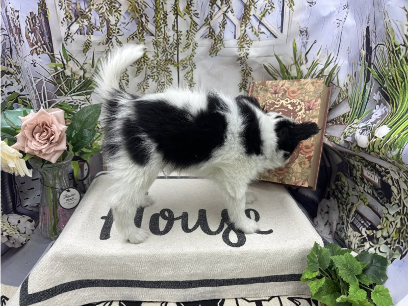 群馬県のパピヨン (ワンラブカインズ前橋小島田店(FC)/2025年11月1日生まれ/男の子/トライカラー)の子犬の3枚目の画像