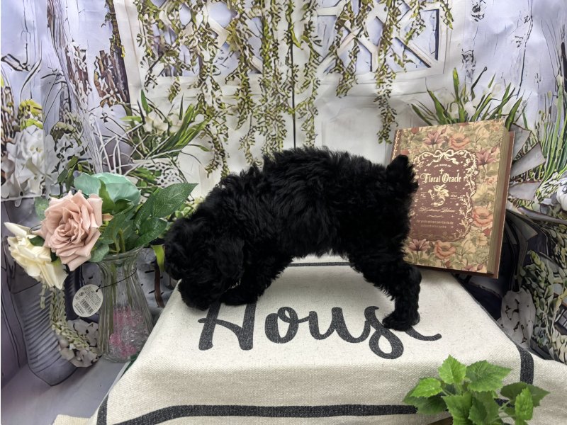 群馬県のトイプードル(トイ) (ワンラブカインズ前橋小島田店(FC)/2025年11月1日生まれ/女の子/ブラック)の子犬の3枚目の画像