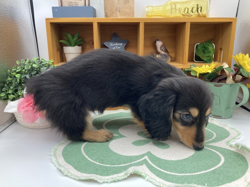 静岡県のミニチュアダックスフンド(ロング) (ワンラブカインズ清水店(FC)/2025年10月17日生まれ/男の子/ブラックタン)の子犬の3枚目の画像