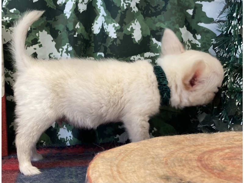 福岡県のチワワ(ロング) (ワンラブペットワイド若松店(FC)/2025年11月1日生まれ/男の子/クリームホワイト)の子犬の3枚目の画像