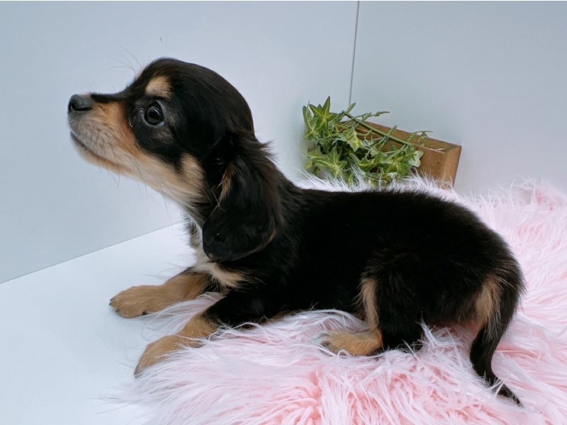 愛知県のチワックス(チワワ×ダックス) (ワンラブカインズ小牧店(FC)/2025年11月8日生まれ/男の子/ブラックタン)の子犬の3枚目の画像