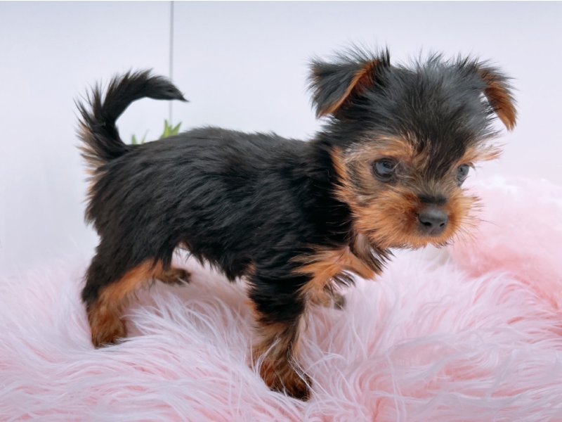 愛知県のヨークシャーテリア (ワンラブカインズ小牧店(FC)/2025年11月9日生まれ/女の子/スチールブルータン)の子犬の3枚目の画像