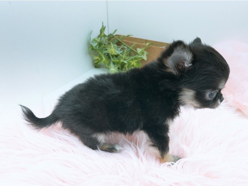 愛知県のチワワ(ロング) (ワンラブカインズ小牧店(FC)/2025年11月4日生まれ/女の子/ブラックタンホワイト)の子犬の3枚目の画像