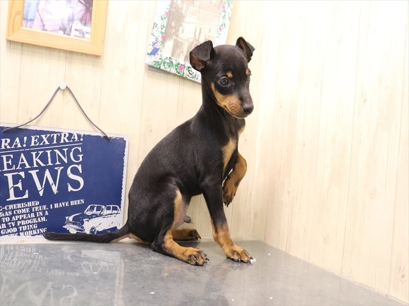 岐阜県のトイマンチェスターテリア (ワンラブ関山王通り店(FC)/2025年11月2日生まれ/男の子/ブラックタン)の子犬の3枚目の画像