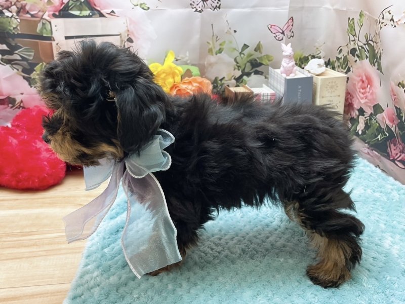 岐阜県のチワプー/プーチー(チワワ×プードル) (ワンラブホームセンターバロー北方店(FC)/2025年10月24日生まれ/男の子/ブラックタン)の子犬の3枚目の画像