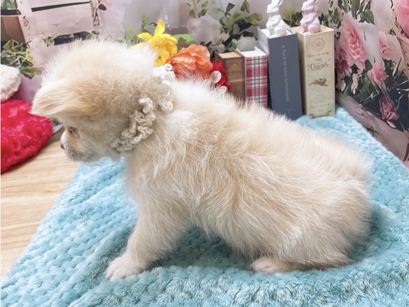 岐阜県のポメマル/マルポメ(ポメラニアン×マルチーズ) (ワンラブホームセンターバロー北方店(FC)/2025年11月8日生まれ/男の子/ホワイトクリーム)の子犬の3枚目の画像