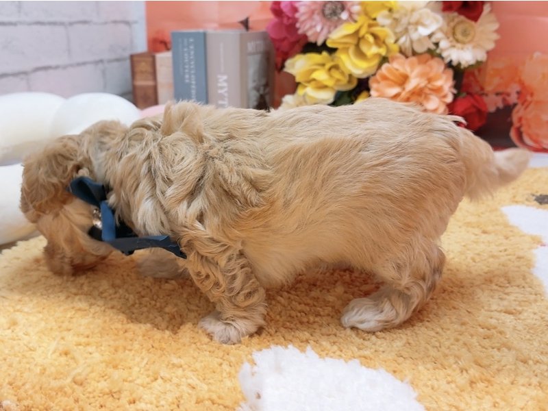 愛知県のマルプー(マルチーズ×プードル) (ワンラブカインズ豊田四郷店(FC)/2025年11月7日生まれ/男の子/アプリコット)の子犬の3枚目の画像