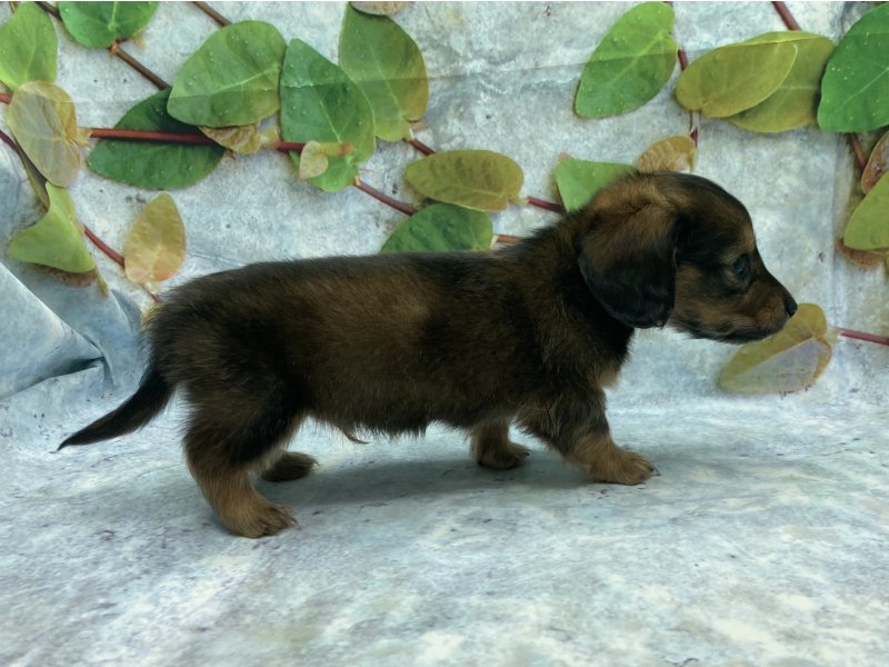 埼玉県のミニチュアダックスフンド(ロング) (ワンラブカインズ北本店(FC)/2025年11月7日生まれ/男の子/シェーデットレッド)の子犬の3枚目の画像