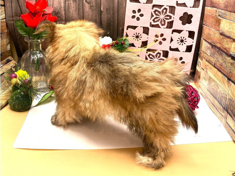 京都府のマルキー/マルヨーキー(マルチーズ×ヨークシャーテリア) (ワンラブカインズ木津川店(FC)/2025年10月12日生まれ/男の子/フォーンホワイト)の子犬の3枚目の画像