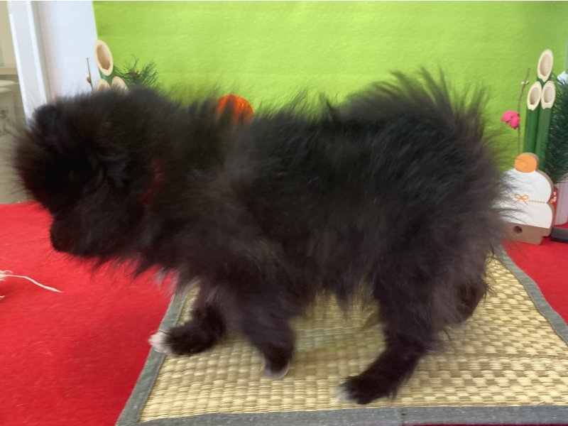 福岡県のポメラニアン (ワンラブペットワイド若松店(FC)/2025年11月10日生まれ/女の子/ブラック)の子犬の3枚目の画像
