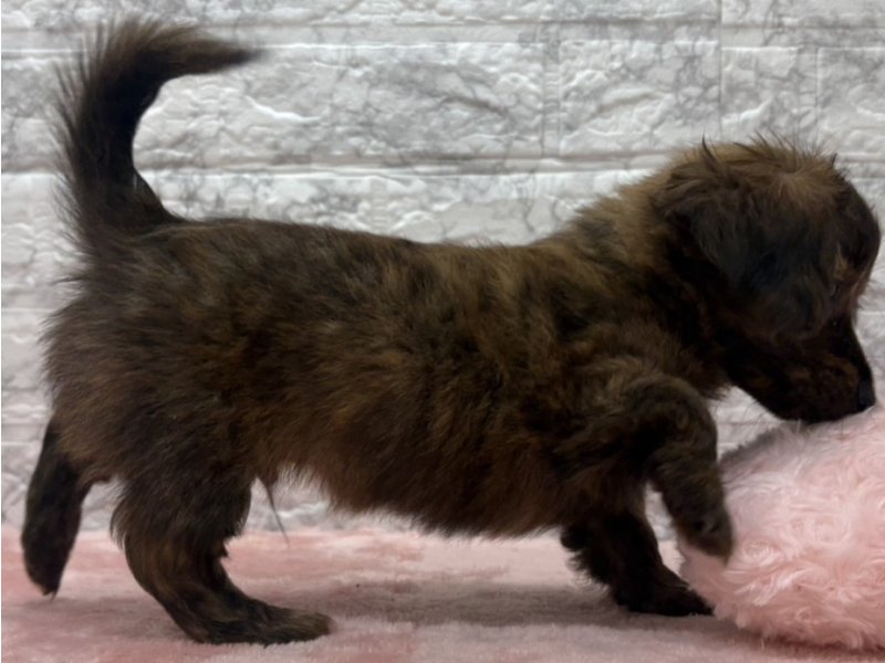 宮崎県のチワックス(チワワ×ダックス) (ワンラブホームワイドプラス都城店(FC)/2026年10月7日生まれ/男の子/ブリンドル)の子犬の3枚目の画像