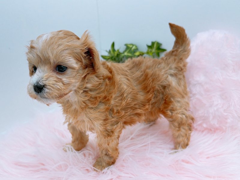 愛知県のマルプー(マルチーズ×プードル) (ワンラブカインズ小牧店(FC)/2025年11月15日生まれ/女の子/アプリコット)の子犬の3枚目の画像