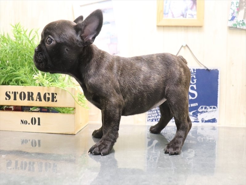 愛知県のフレンチブルドッグ (ワンラブNEW・CROSSTOWN店/2025年11月14日生まれ/女の子/ブリンドル)の子犬の3枚目の画像