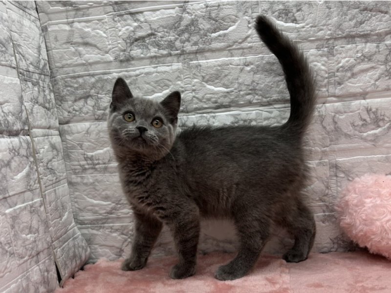 宮崎県のブリティッシュショートヘアー (ワンラブホームワイドプラス都城店(FC)/2025年11月11日生まれ/女の子/ブルー)の子猫の3枚目の画像