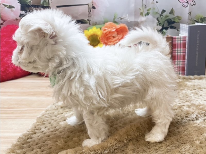 岐阜県のマルチーズ (ワンラブペッツビレッジ アピタ北方店(FC)/2025年11月22日生まれ/男の子/ホワイト)の子犬の3枚目の画像