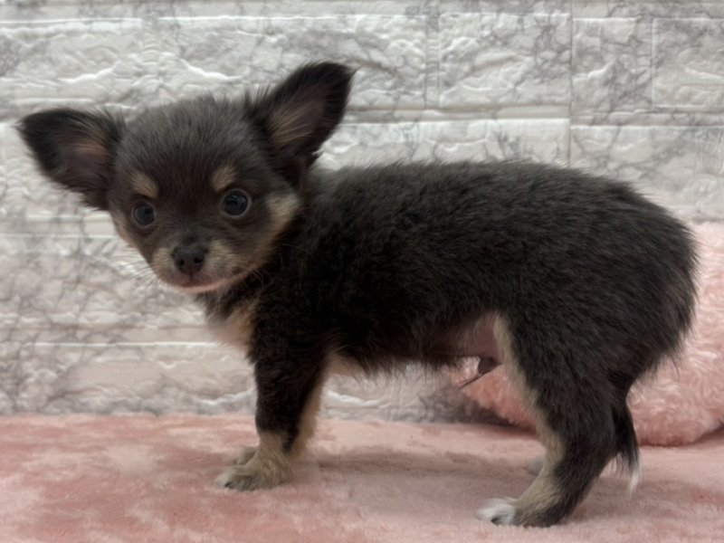 宮崎県のチワワ(ロング) (ワンラブホームワイドプラス都城店(FC)/2025年11月22日生まれ/男の子/ブルータンホワイト)の子犬の3枚目の画像