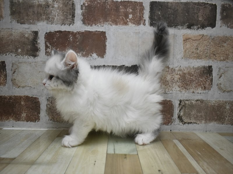 富山県のミヌエット (ワンラブ富山ファボーレ店/2025年12月2日生まれ/女の子/シルバーパッチドタビーホワイト)の子猫の3枚目の画像