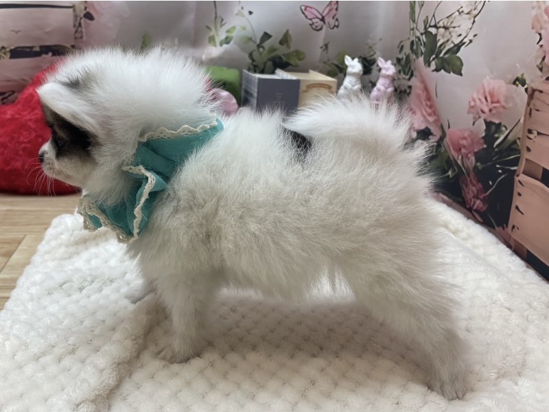 岐阜県のポメヨン/パピポメ/ポメパピ(ポメラニアン×パピヨン) (ワンラブホームセンターバロー北方店(FC)/2025年11月22日生まれ/男の子/セーブルホワイト)の子犬の3枚目の画像